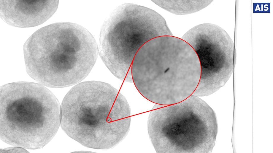 X-ray of 0.1mm stainless steel wire in food product